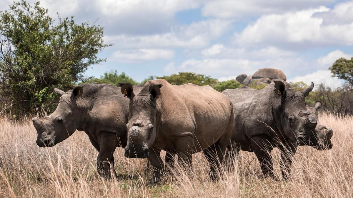 Great Tanzania Safari Tours Great Tanzania Safari Tours