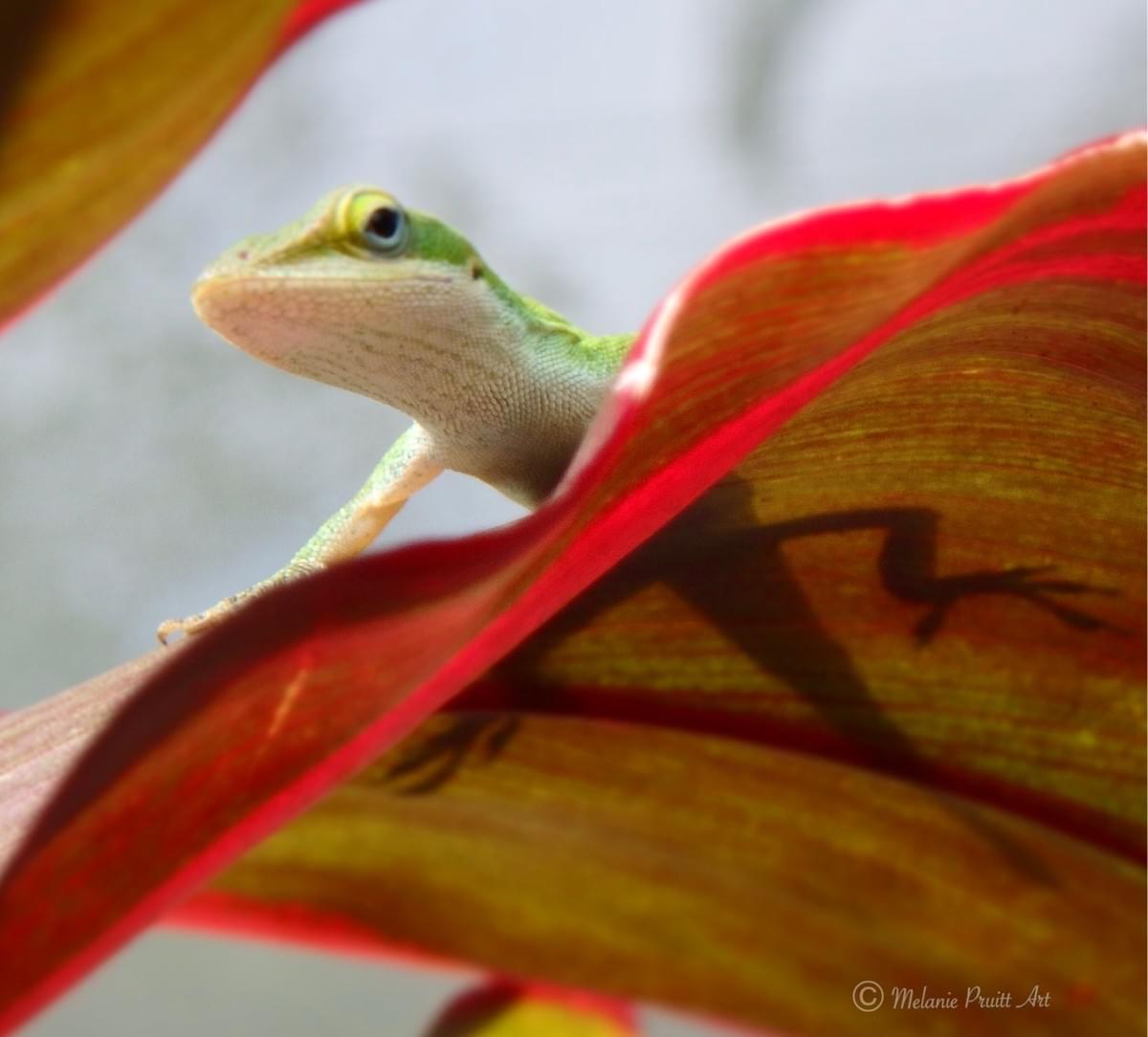 Hawaii Anole lizard Hawaii Anole lizard