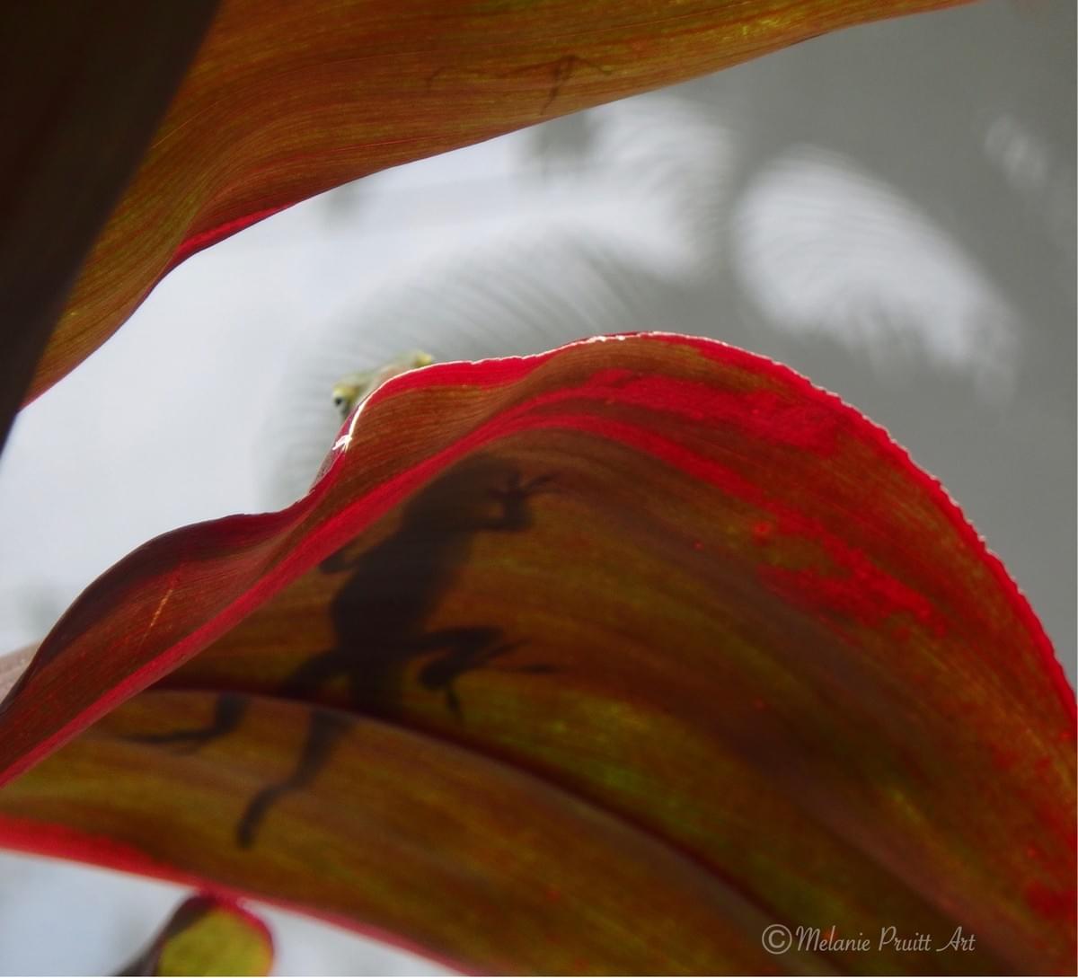 Anole shadow peeking over leaf Anole shadow peeking over leaf