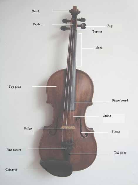 Parts of the violin Parts of the violin