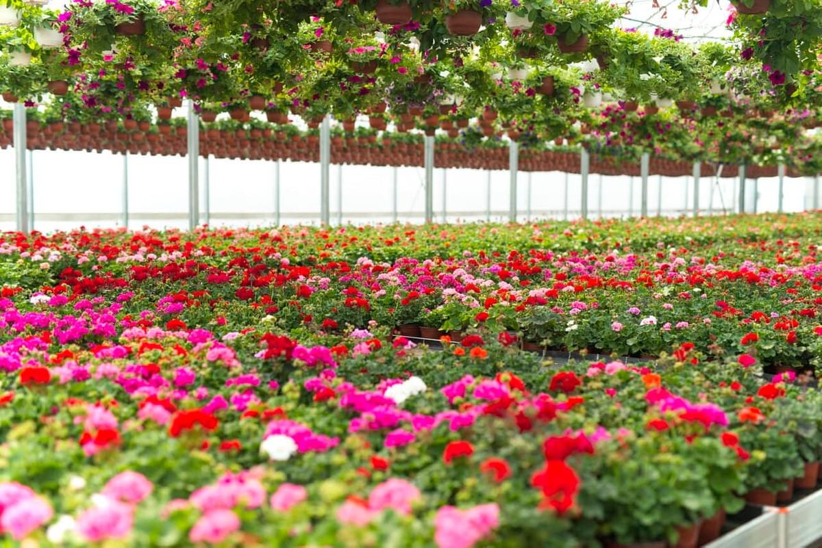 Chin Ling Nursery Chin Ling Nursery