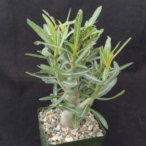 where to buy succulents online where to buy succulents online