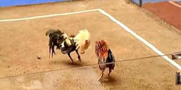 S128 | Sabung Ayam Online | Link Afternatif S128 S128 | Sabung Ayam Online | Link Afternatif S128