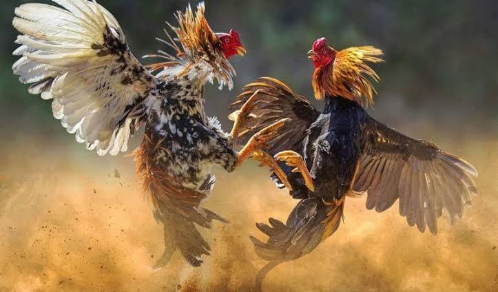 Sabung Ayam Online Sabung Ayam Online