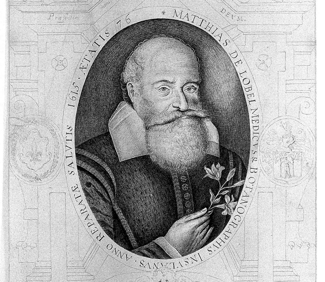 Mathias de l'Obel célèbre lillois Mathias de l'Obel célèbre lillois