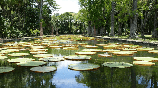 Lac des pamplemousse avec un étang rempli de nénuphar Lac des pamplemousse avec un étang rempli de nénuphar