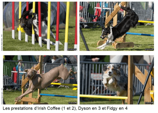 4 chiens de Frédéric qui font un parcours d'obstacle lors d'une compétition 4 chiens de Frédéric qui font un parcours d'obstacle lors d'une compétition