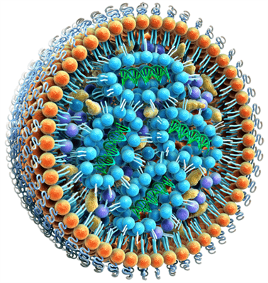 Inside a lipid nanoparticle. Picture by Precision Nano Systems Inside a lipid nanoparticle. Picture by Precision Nano Systems