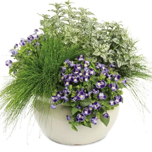 Proven Winners Heavenly Scent Fall Container Proven Winners Heavenly Scent Fall Container