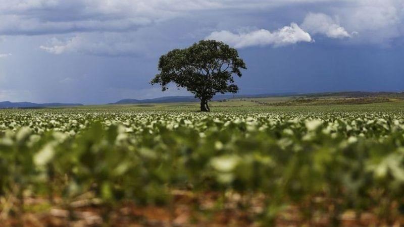 Plantação de soja em área do município de Alto Paraíso mostra o avanço da fronteira agrícola na região da Chapada dos Veadeiros. Foto: Marcelo Camargo/Agência Brasil Plantação de soja em área do município de Alto Paraíso mostra o avanço da fronteira agrícola na região da Chapada dos Veadeiros. Foto: Marcelo Camargo/Agência Brasil