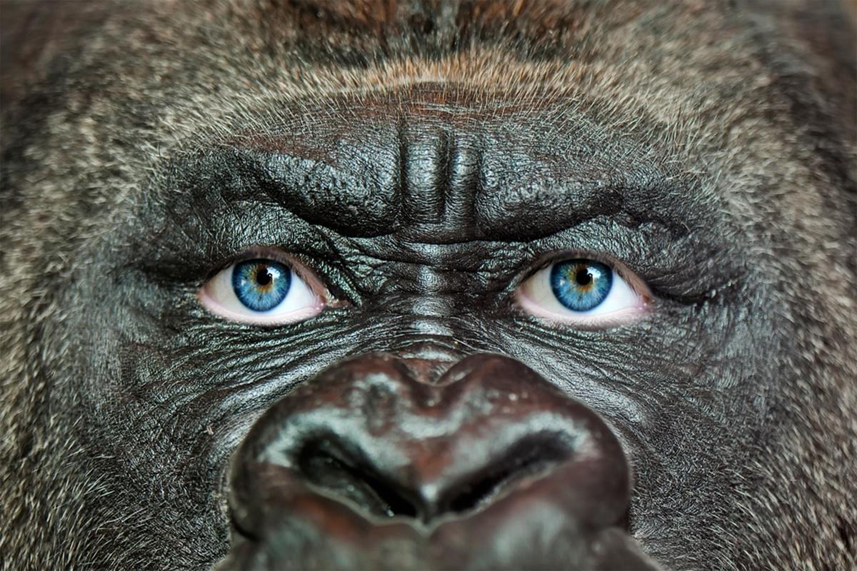 This image crops and frames the face of a great ape, and replaces its eyes with those of a human being This image crops and frames the face of a great ape, and replaces its eyes with those of a human being