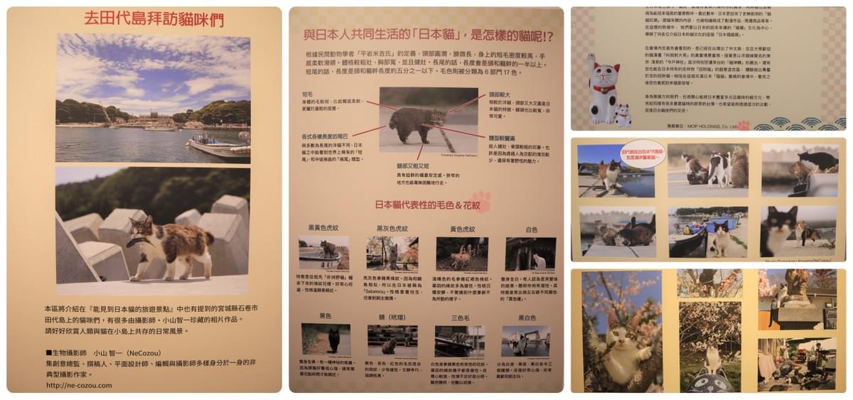 「日本的貓」區 「日本的貓」區