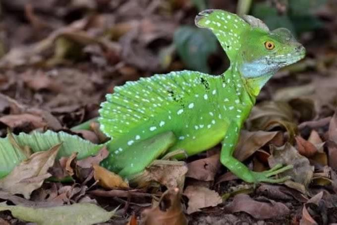 The south American Basilisk or "Jesus Christ" lizard The south American Basilisk or "Jesus Christ" lizard