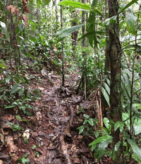 amazon jungle amazon jungle