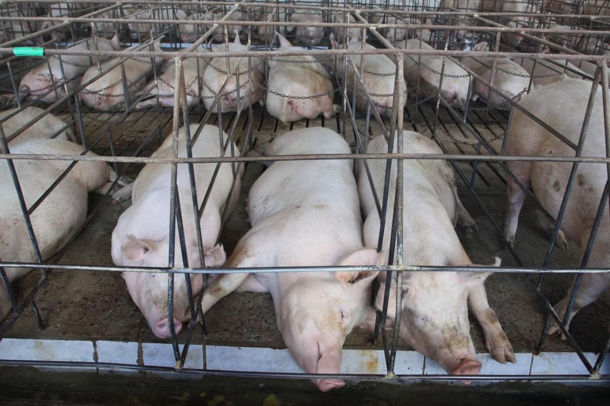 Animal Husbandry and Antibiotics & Growth Hormones used by concentrated animal feeding operations (CAFOs, or factory farms) deliver sub-therapeutic levels of antibiotics to improve feed efficiency and accelerate animal growth. Animal Husbandry and Antibiotics & Growth Hormones used by concentrated animal feeding operations (CAFOs, or factory farms) deliver sub-therapeutic levels of antibiotics to improve feed efficiency and accelerate animal growth.