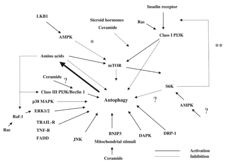 Source: Meijer AJ & Codogno P. 2005. Autophagy and signaling: their role in cell survival and cell death. Cell Death and Differentiation, 12:1509-1518. Source: Meijer AJ & Codogno P. 2005. Autophagy and signaling: their role in cell survival and cell death. Cell Death and Differentiation, 12:1509-1518.