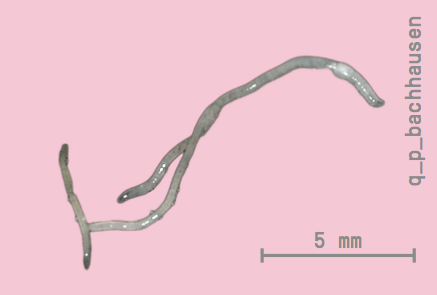 Enchyträen sind Teil des Wurmkompostes Enchyträen sind Teil des Wurmkompostes