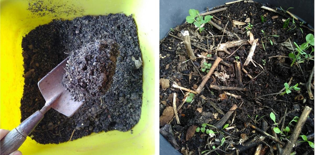 Erdengemisch und Blumentopf über den Winter mit Kefen und Zwiebeln bepfanzt Erdengemisch und Blumentopf über den Winter mit Kefen und Zwiebeln bepfanzt