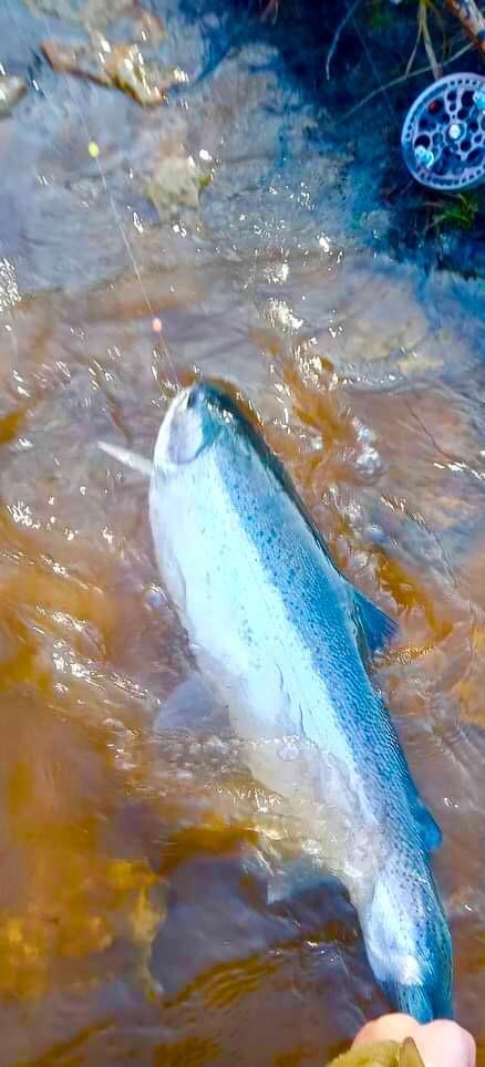 upper peninsula steelhead upper peninsula steelhead