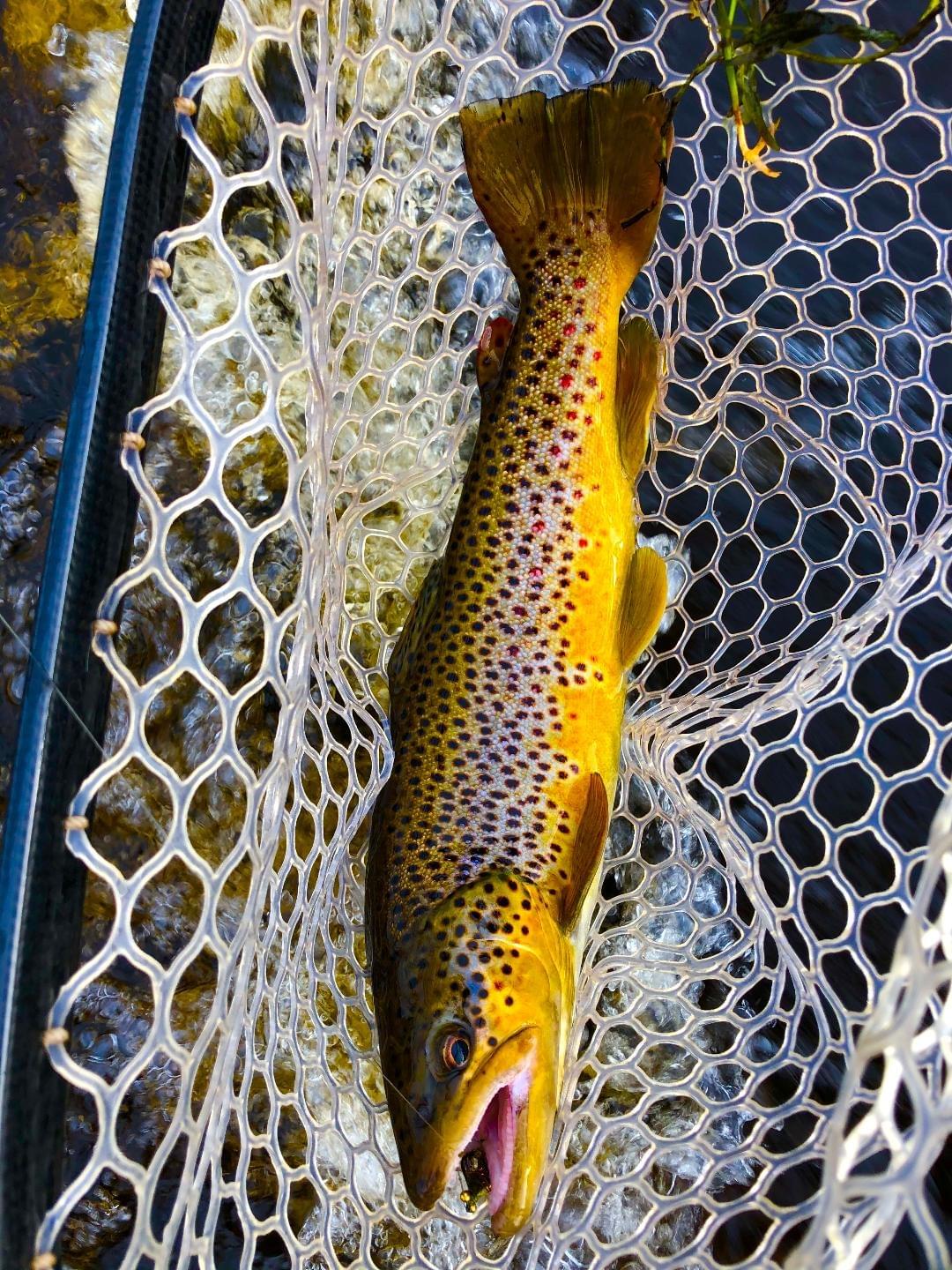 upper peninsula brown trout upper peninsula brown trout