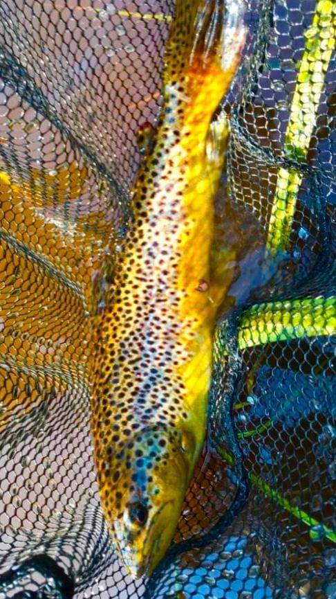 upper peninsula brown trout upper peninsula brown trout