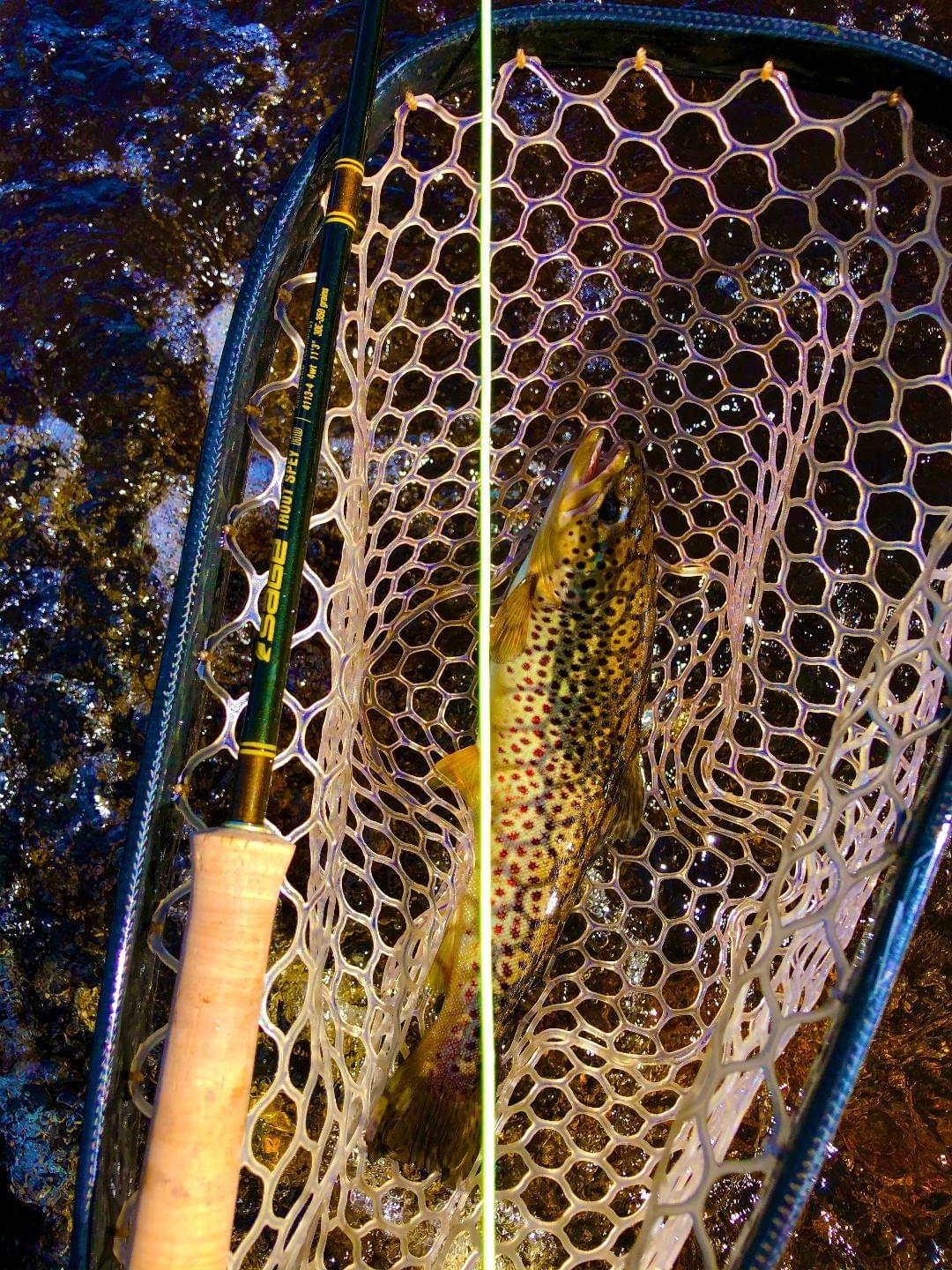 upper peninsula brown trout upper peninsula brown trout