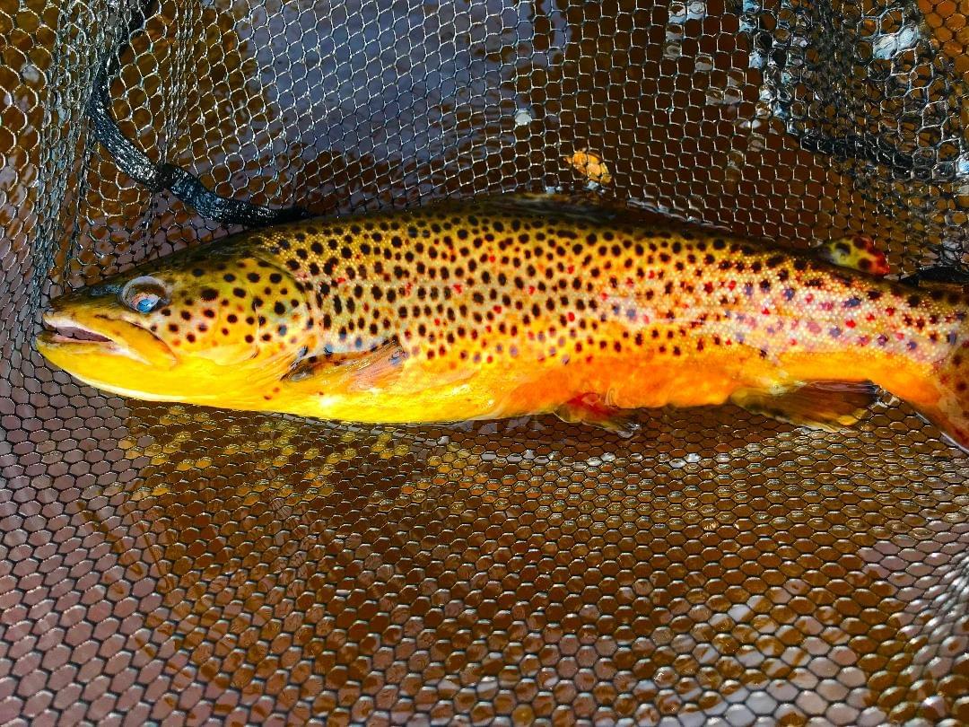 upper peninsula brown trout upper peninsula brown trout