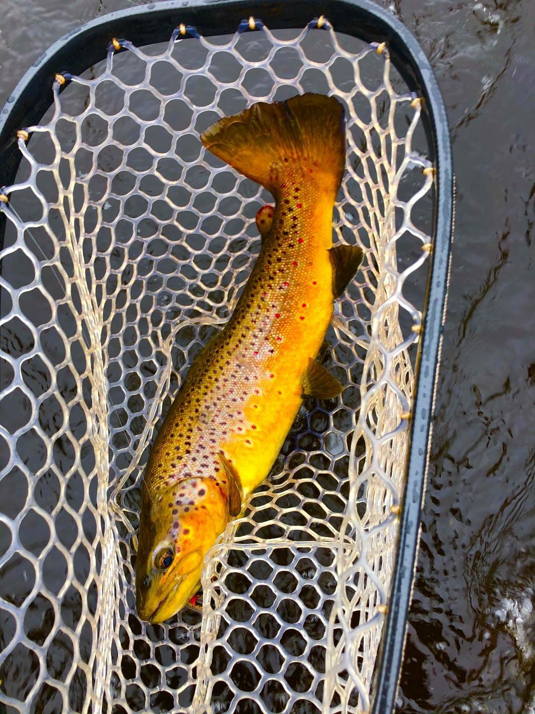 upper peninsula brown trout upper peninsula brown trout
