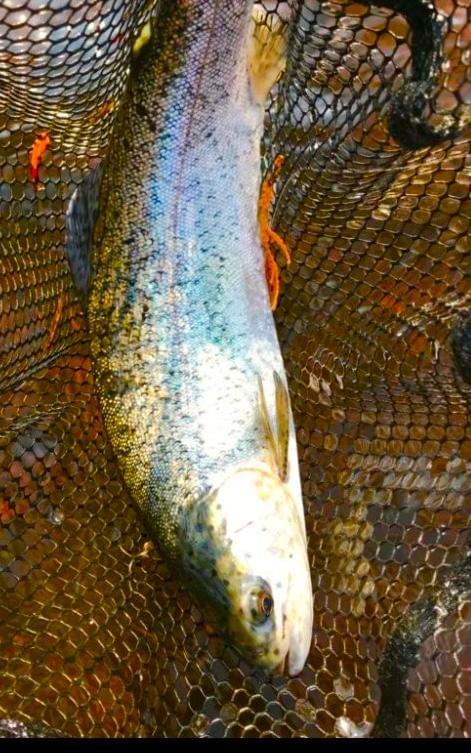 upper peninsula rainbow trout upper peninsula rainbow trout