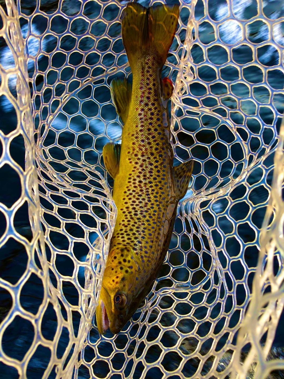 upper peninsula brown trout upper peninsula brown trout
