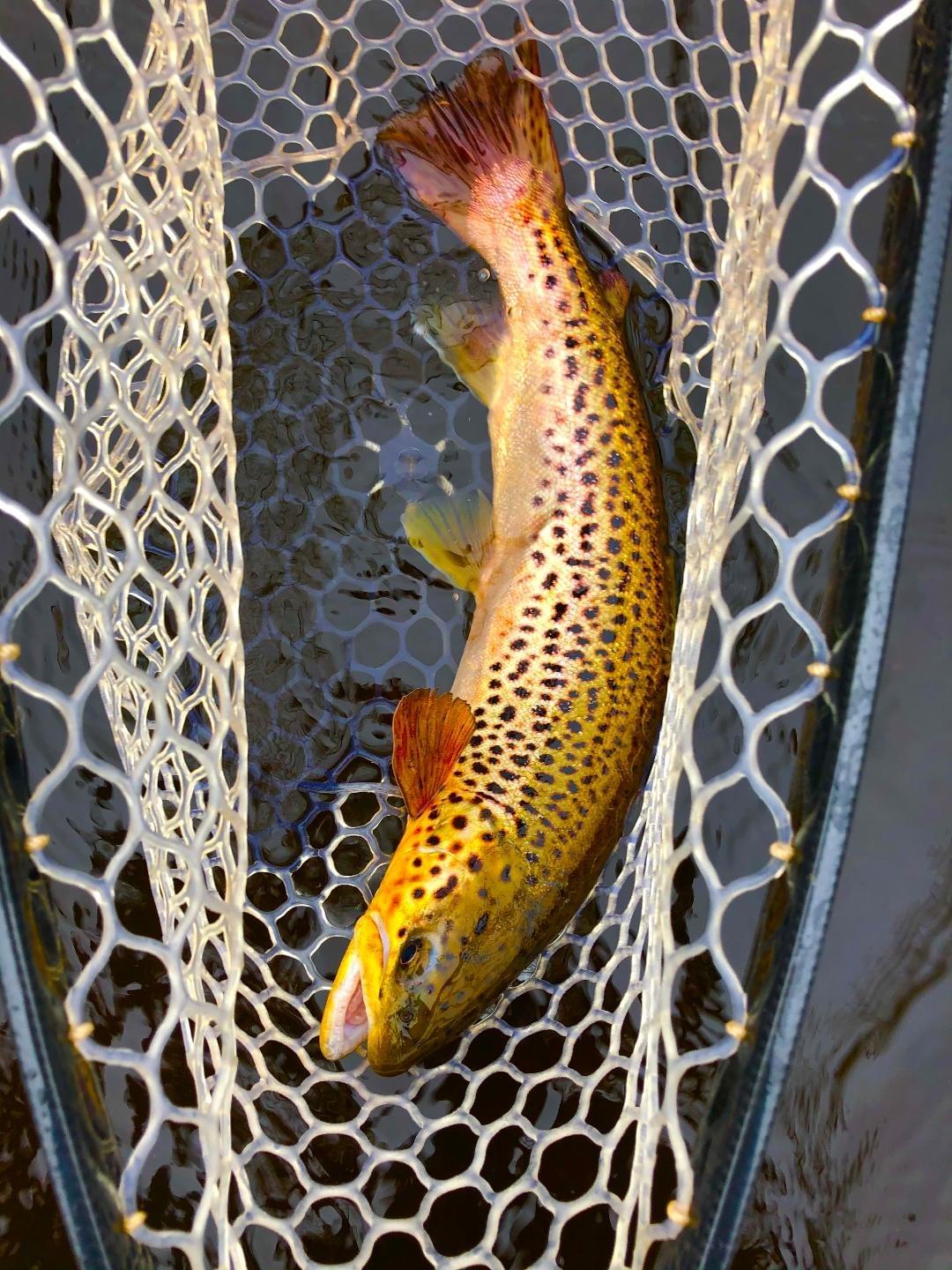 upper peninsula brown trout upper peninsula brown trout