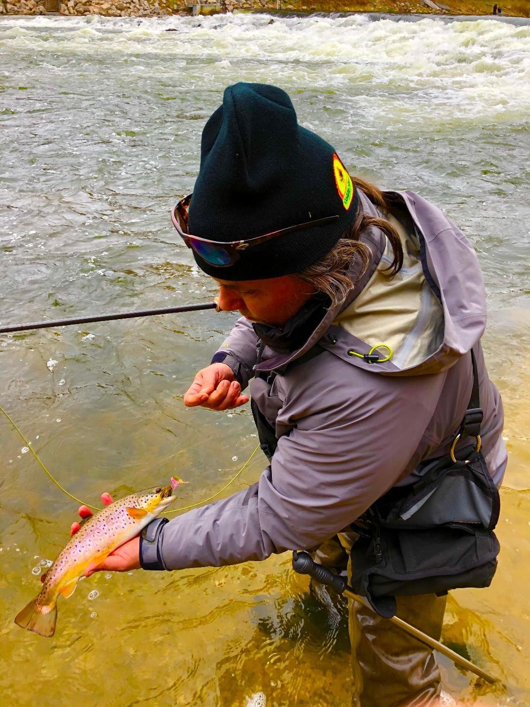 brown trout brown trout