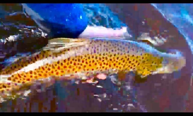 upper peninsula brown trout upper peninsula brown trout
