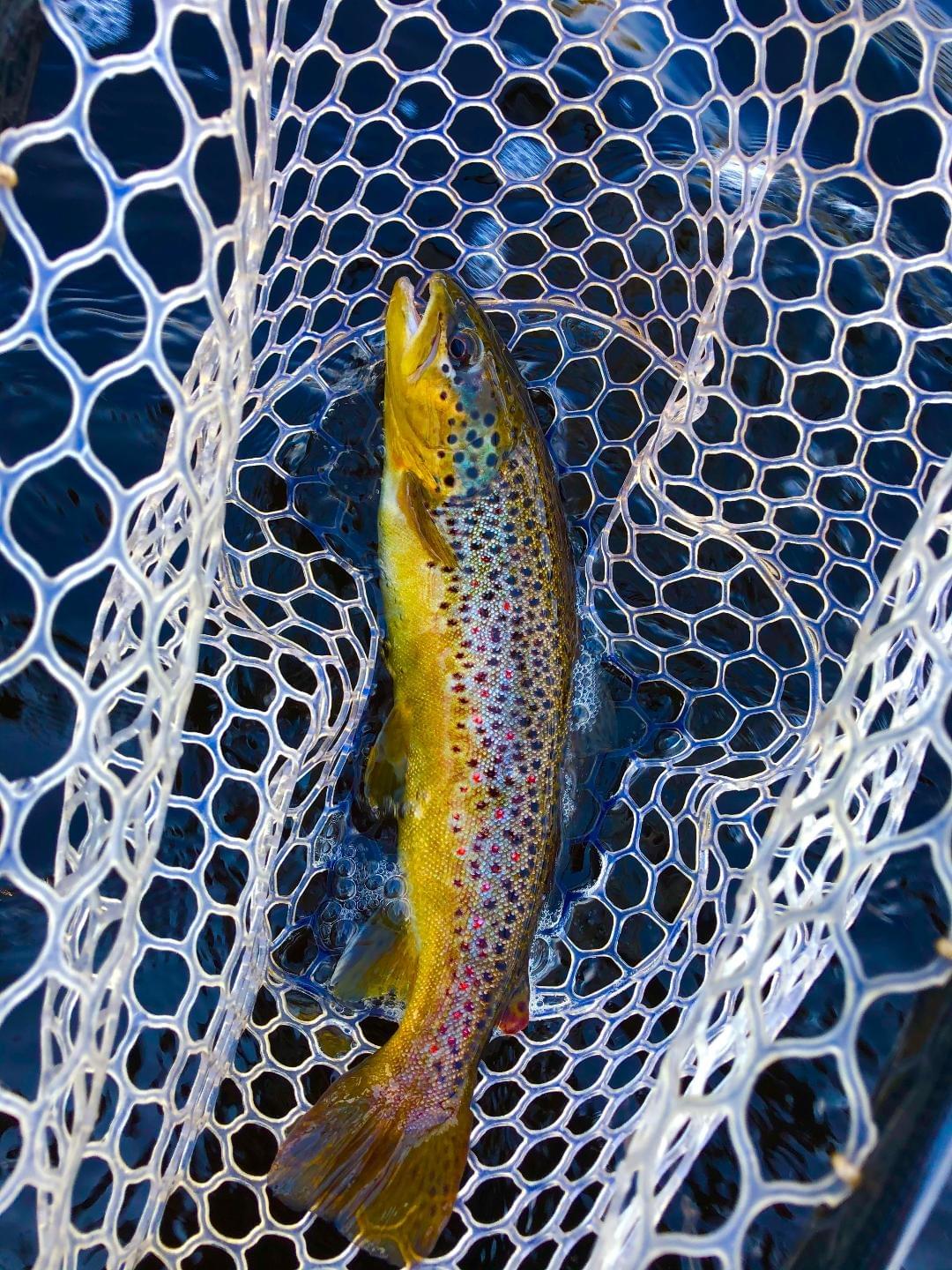 upper peninsula brown trout upper peninsula brown trout