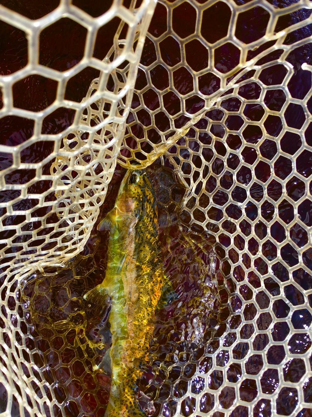 upper peninsula steelhead upper peninsula steelhead