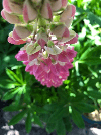 Beautiful Pink hanging flower bloom Beautiful Pink hanging flower bloom