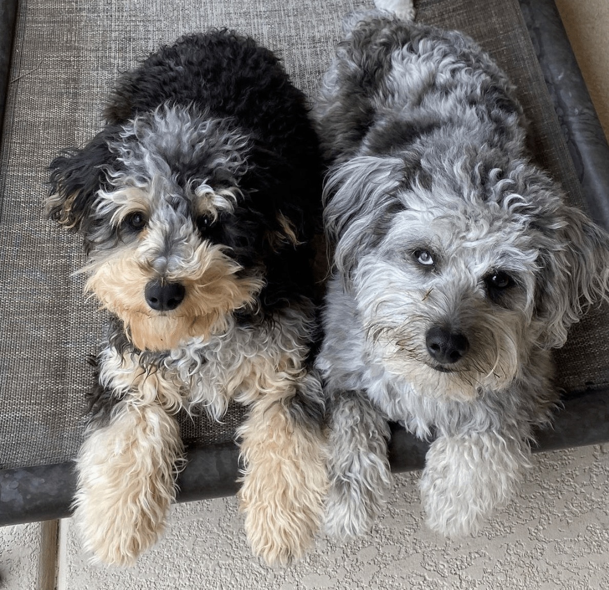Two small dogs, one black and brown, one gray, look up at the camera Two small dogs, one black and brown, one gray, look up at the camera