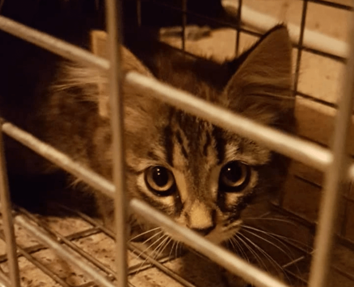 Hisses to Purrs Trapped Stray Kitten Hisses to Purrs Trapped Stray Kitten