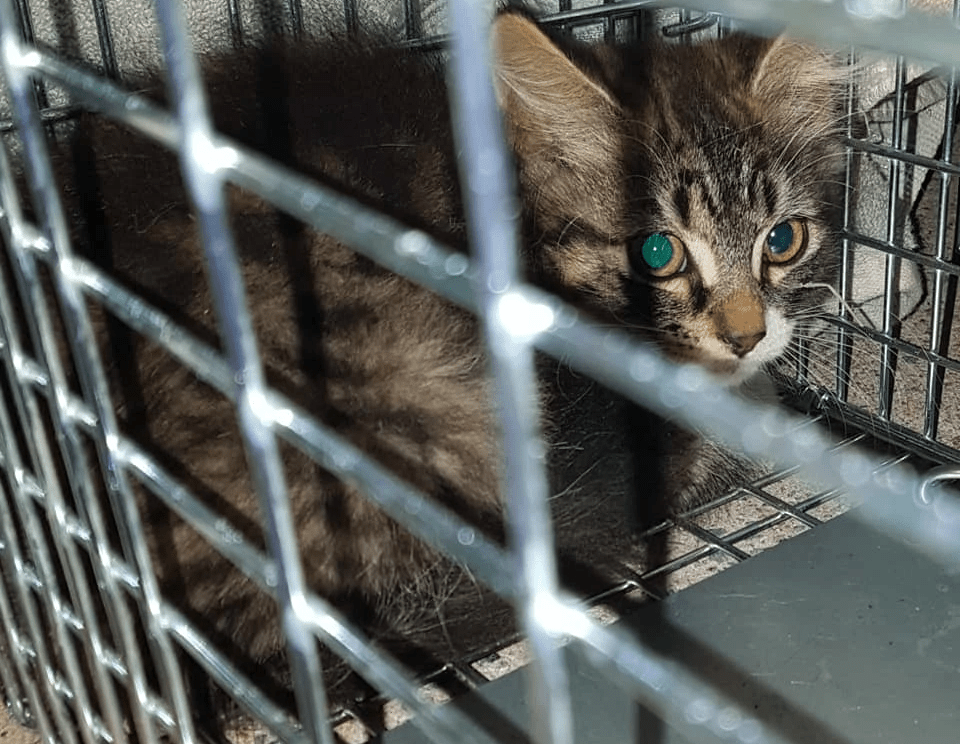 Hisses to Purrs Trapped Street Kitten Hisses to Purrs Trapped Street Kitten