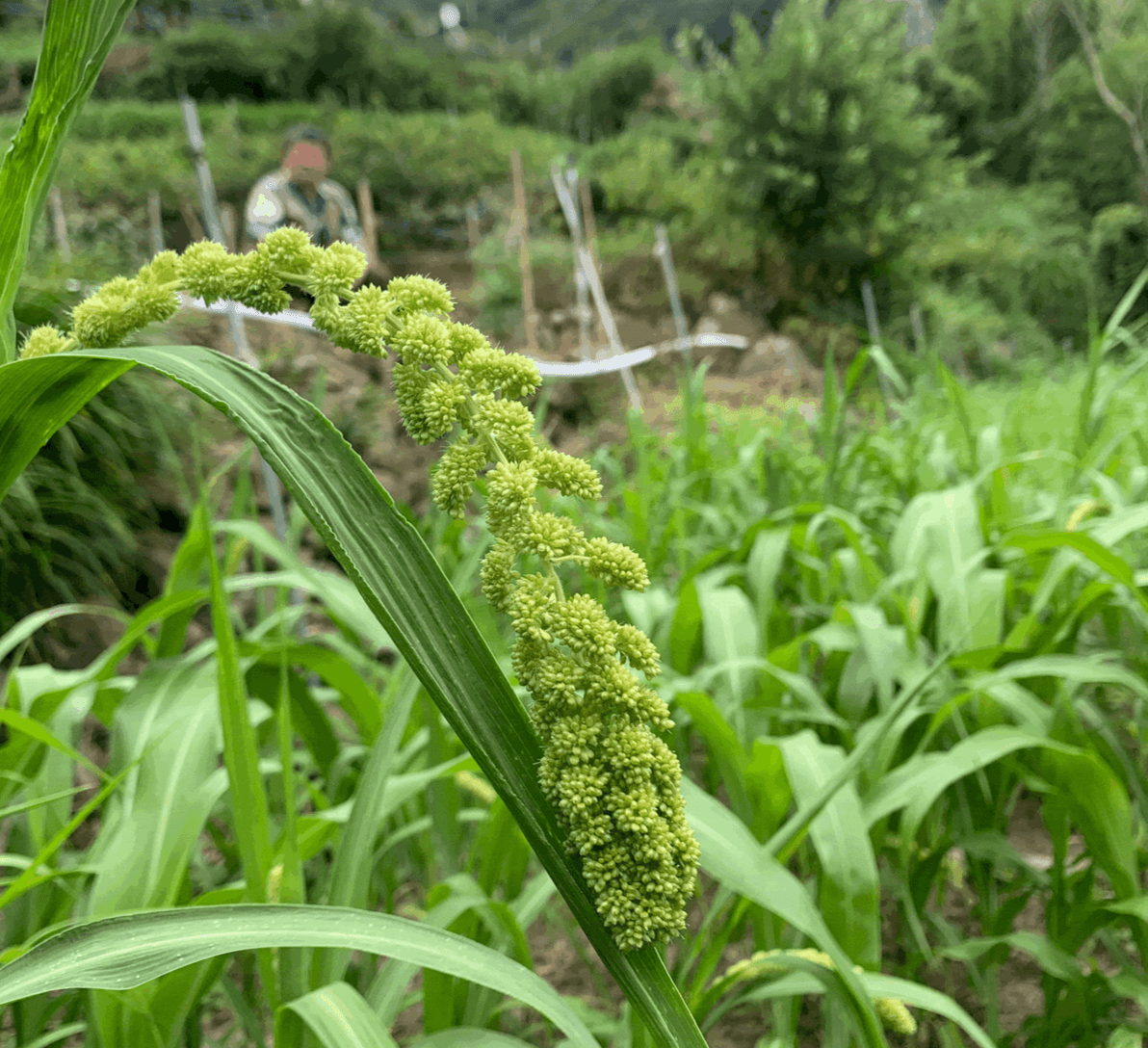 欣欣向榮、散發著生命力的小米田 欣欣向榮、散發著生命力的小米田