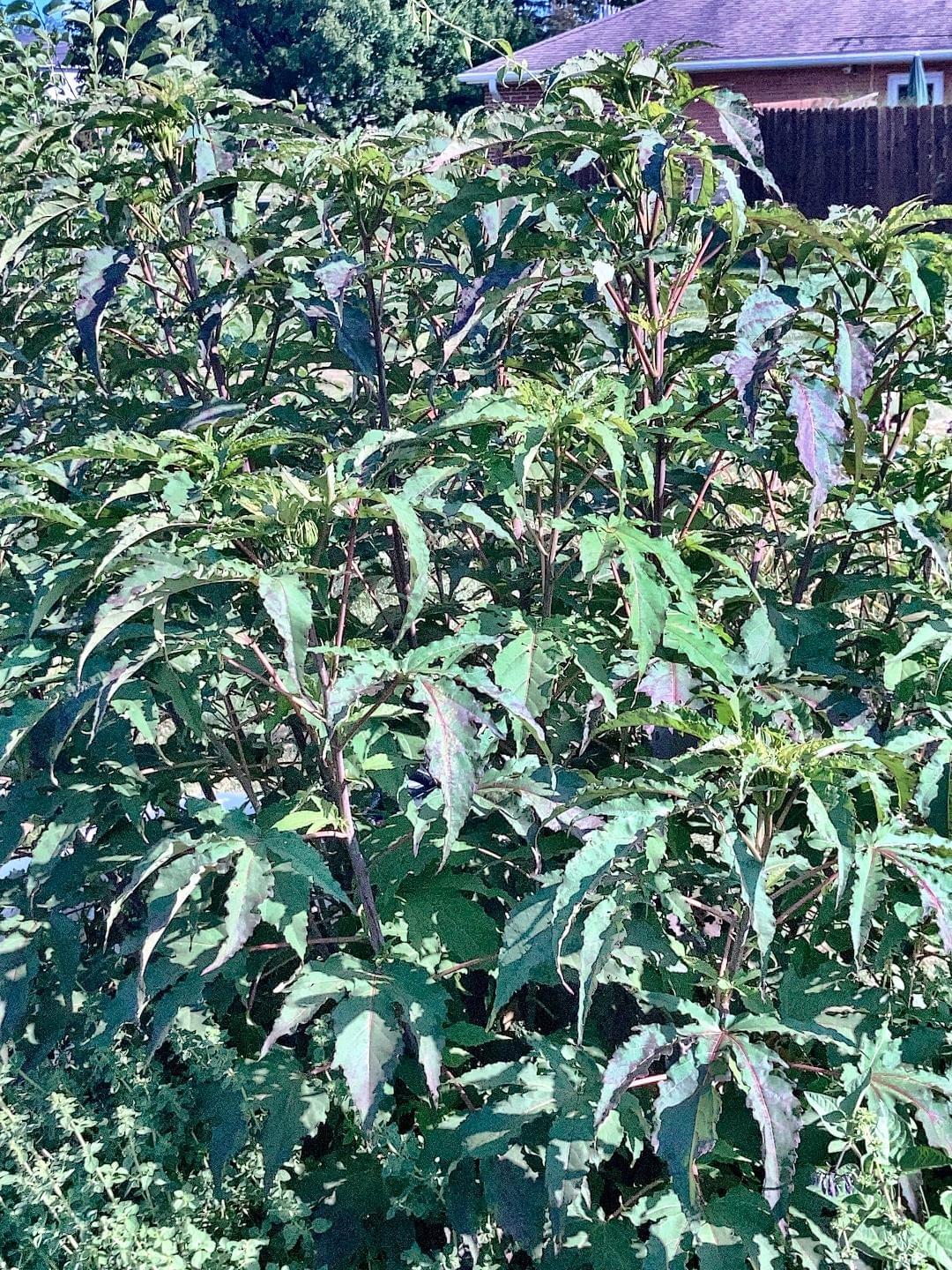 The Hibiscus Plant in my garden is getting ready to bloom. The Hibiscus Plant in my garden is getting ready to bloom.