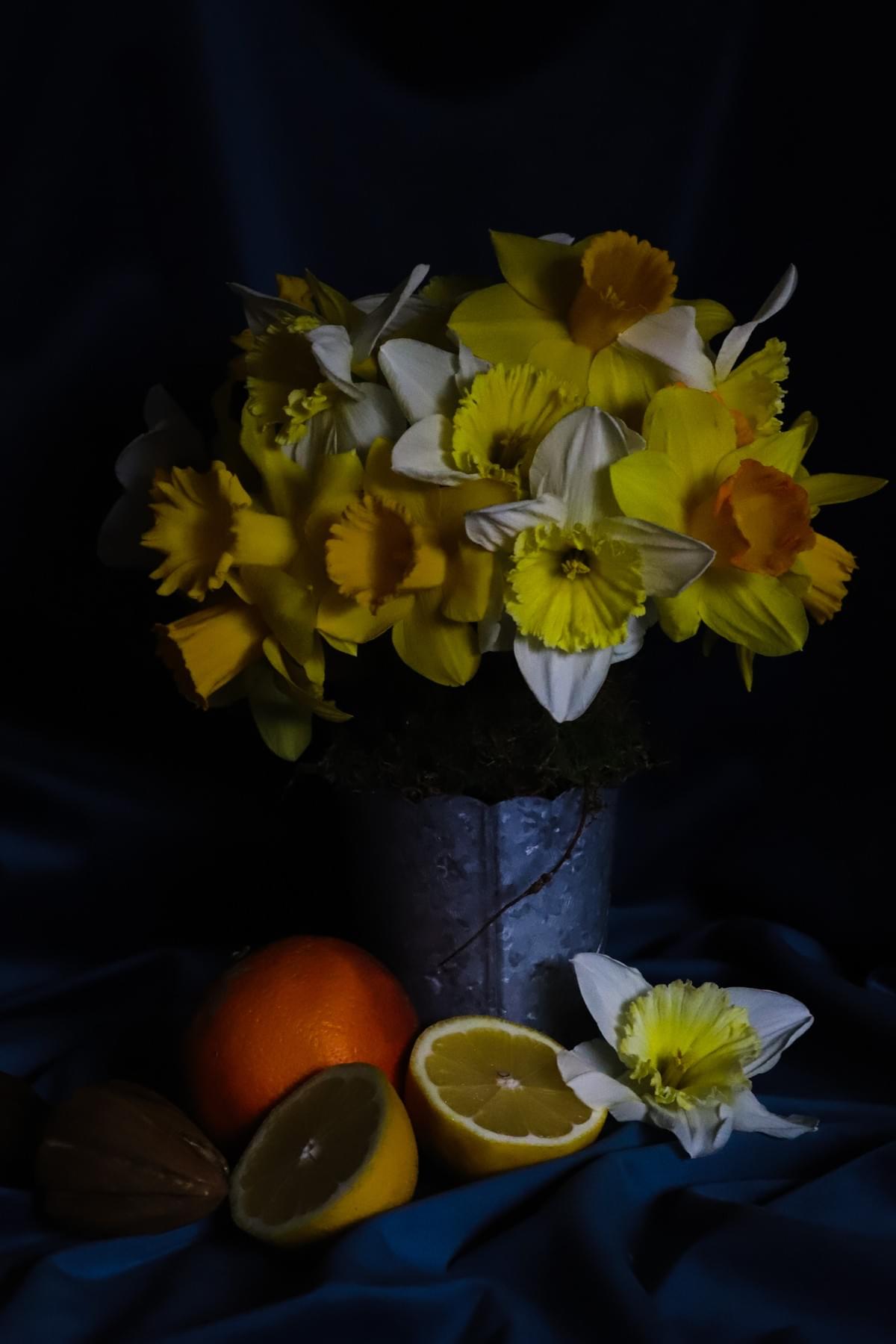 daffodil still life daffodil still life
