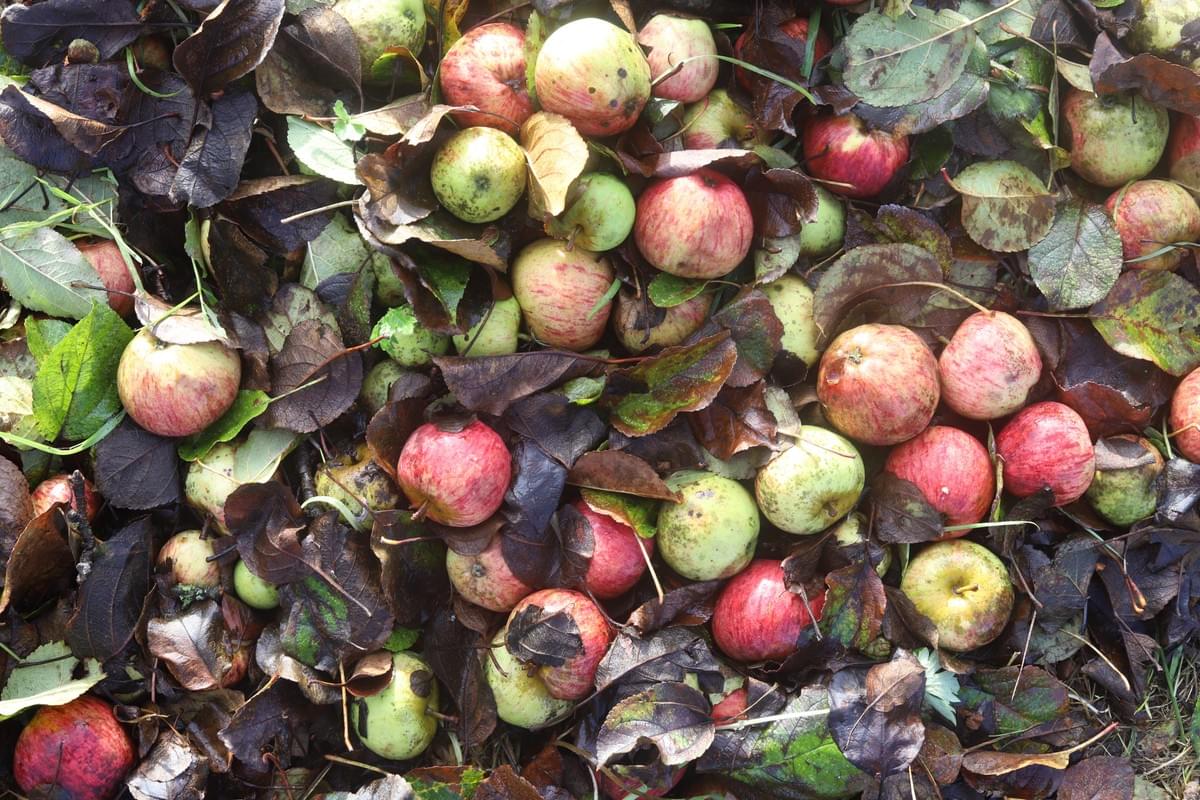 apples in an orchard apples in an orchard