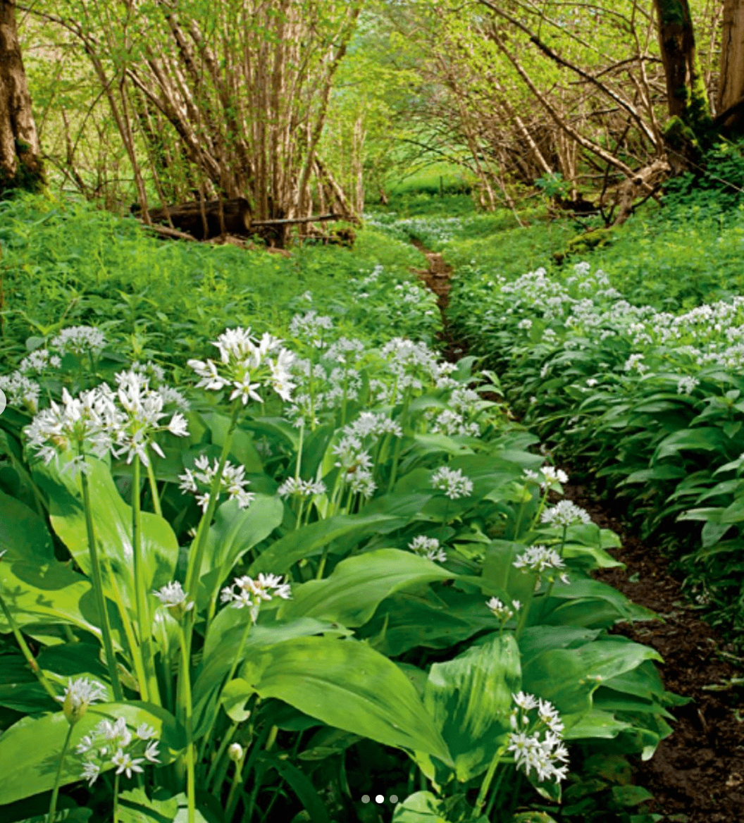 wild garlic wild garlic