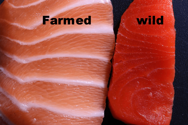 Farmed salmon is much cheaper than the wild-caught salmon. It is available everywhere since salmon is the most popular type of fish raised in farms at sea. Farmed salmon is much cheaper than the wild-caught salmon. It is available everywhere since salmon is the most popular type of fish raised in farms at sea.