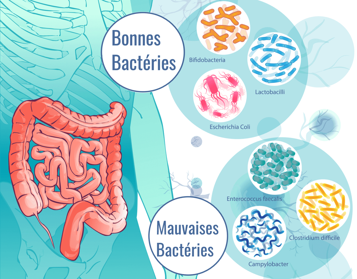 Schéma représentant 3 bonnes bactéries et 3 mauvaises bactéries pour l’intestin. Les 3 bonnes bactéries représentées sont Bifidobacteria, Lactobacilli et Escherichia Coli et les trois mauvaises sont Enterococcus Faecalis, Clostridium difficile et Campylobacter. Schéma représentant 3 bonnes bactéries et 3 mauvaises bactéries pour l’intestin. Les 3 bonnes bactéries représentées sont Bifidobacteria, Lactobacilli et Escherichia Coli et les trois mauvaises sont Enterococcus Faecalis, Clostridium difficile et Campylobacter.