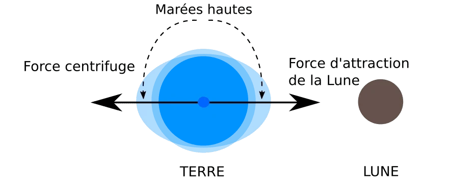 Schéma représentant le système Terre-Lune. La Terre est à gauche en bleu et la Lune est à droite en marron. L’action des forces centrifuge et d’attraction de la Lune sur les masses d’eau terrestres sont représentées par des flèches partant du centre de la Terre. Le schéma illustre ainsi les deux points de la Terre où sont situées les marées hautes. Schéma représentant le système Terre-Lune. La Terre est à gauche en bleu et la Lune est à droite en marron. L’action des forces centrifuge et d’attraction de la Lune sur les masses d’eau terrestres sont représentées par des flèches partant du centre de la Terre. Le schéma illustre ainsi les deux points de la Terre où sont situées les marées hautes.