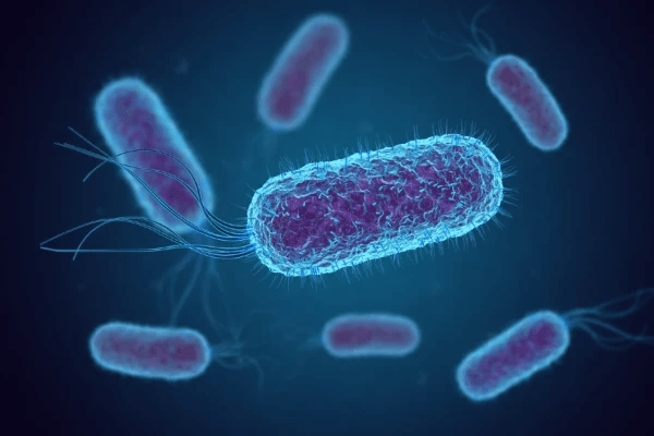 Image représentant plusieurs bactéries Escherichia Coli. Image représentant plusieurs bactéries Escherichia Coli.