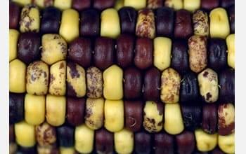 un maïs avec grains entièrement jaunes ou entièrement marrons ainsi que quelques grains ayant la double coloration. un maïs avec grains entièrement jaunes ou entièrement marrons ainsi que quelques grains ayant la double coloration.