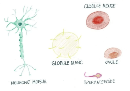 Dessin réalisé à la main représentant différents types de cellules existant dans notre corps. Il y a un neurone moteur, un globule blanc, un globule rouge, un ovule et un spermatozoïde. Dessin réalisé à la main représentant différents types de cellules existant dans notre corps. Il y a un neurone moteur, un globule blanc, un globule rouge, un ovule et un spermatozoïde.